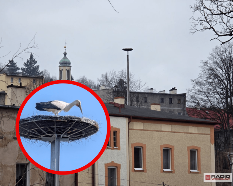 Nasz bocian staje się sławny